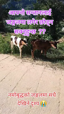 एक दिन सबैले मर्नु पर्छ।  यो कुरा नभुल्नुहोला। पाप गर्नुको पनि सिमा हुन्छ। #foryoupage #foryou #viralvideo @सुर यात्रा 