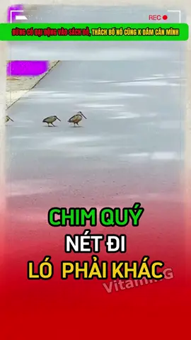 Ngài sách đỏ 🐦🐦🐧#haihuoc #giaitri #vitaming 
