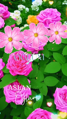 #keşfet🥺🥺🥺🌹🌹🌹😭😭 🥹🥹🥹🥹