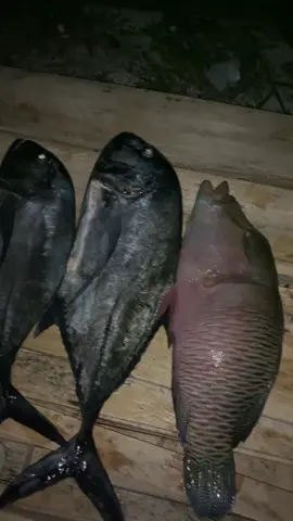 Semua ikan sdh saya taklukan, kecuali marlin.. #fishing #mancingmania #keiisland🌴 #fypシ゚ 