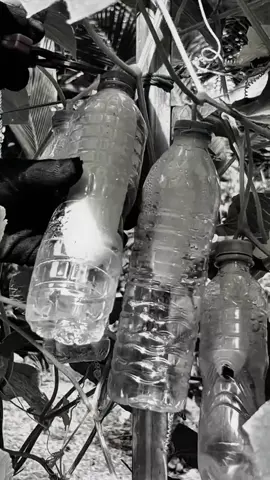 #Pelajaricaranya membungkus buah timun agar tidak busuk di bolongin hama pakai botol bekas minuman #caramudah 