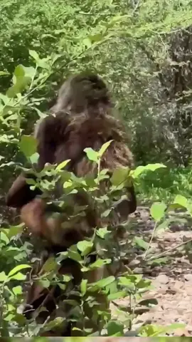 Join the Hadzabe on their wild journey.  #fpy #hadzabe #tribe #trending #viralvideo #usa #foyou #trendingvideos #unitedstates #aficantiktok #america #usa🇺🇸 #fpyシ #uktiktok #us 