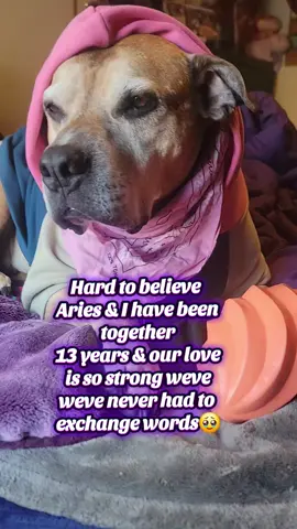 Thank you @Rosey’s Page☺️🐾 for this idea💕🫶Aries really has been thru a lot of life with me. There's been some really amazing times but there's also been some extremely challenging & very heartbreaking times too💕But through it all, shes been there for me no matter what 🥹🐾😭#bestiesforever #lovemydogs #besties #pittiesoftiktok #MomsofTikTok #fyp 