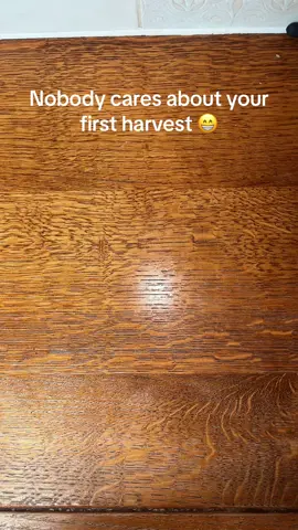 #growing tomatoes, first harvest #