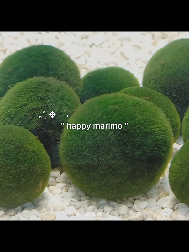 moss ball or moss head ?! 🟢💚 #anime #zoro #onepiece #aesthetic #fyp 