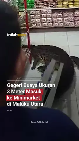 Buaya masuk minimarket, nyari mbak kasir biar disapa ‘selamat pagi’? Warga Desa Wayo, Pulau Taliabu, Maluku Utara, dikejutkan oleh seekor buaya sepanjang 2,5 meter yang masuk ke dalam Fujiyama Mart pada Minggu (17/8) malam. Buaya tersebut berjalan santai di lorong minimarket hingga membuat warga berkerumun menonton. Kapolres Pulau Taliabu, AKBP Adnan Wahyu, menjelaskan lokasi toko hanya berjarak 20 meter dari rawa besar. Hujan deras 4 hari terakhir diduga jadi penyebab buaya naik ke permukiman. Tak butuh waktu 1 jam, buaya akhirnya berhasil diamankan oleh 3 personel Damkar Taliabu. Untungnya, tidak ada korban jiwa maupun kerusakan fatal. - Kunjungi website dengan klik link di bio atau download aplikasi di AppStore dan Google Play Store. #inilahNews #InilahCom #TitikTengah #TitikCerah #Buaya #PulauTaliabu #MalukuUtara #InilahPeristiwa
