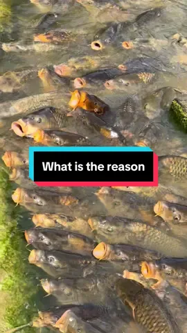 Why is the fish acting this way?