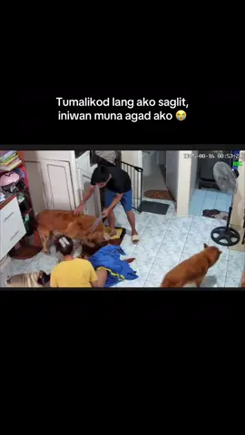 sabi ko maglilinis lang ako para maka kaen at makalipat kana ng pwesto pero inantay mo lang akong tumalikod iniwan muna ako para siguro di ko makita yung pag alis mo 😭😭 mahal na mahal kita alam mo yan, lumaban tayo pero nahirapan kana. Run free palangga ko 😭 #rip #goldenretriever #restinpeace  #Runfree 