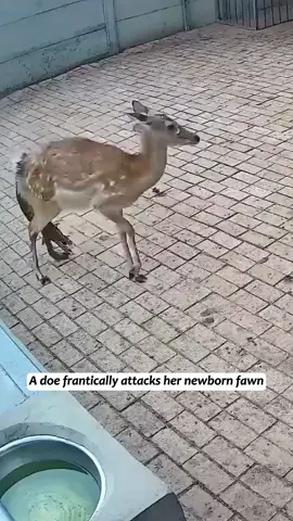 A fawn was trampled by its mother shortly after birth. When I rescued it, I never imagined that love could be passed on.#deeroftiktok #deer #Love #rescue 