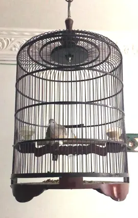 Temen ngopi syahdu ☕️ #fyp #viral #burung #perkutut #hewan 