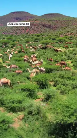 #dhulsoomaliyed🏞🏞🏞🏞✅️🏞✅️✅️🏞 #dhulsoomaliyed🇸🇴🇸🇴🏞🇸🇴🏞🇸🇴 #joharsomalia💚🤍💙🇸🇴🇸🇴🇸🇴🇸🇴🇸🇴 #soomalitiktok🇸🇴🇸🇴🇸🇴🇸🇴🇸🇴🇸🇴😍💯 
