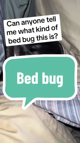 Sleepy little bed bug. 😆