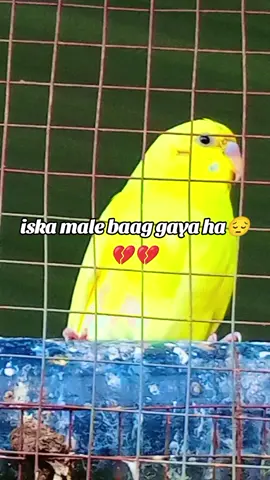 #mukaramhussain #pleaseunfreezemytiktokaccount😩😩😭😭😨🥶🥶 #foryoupageofficiall❤️❤️tiktoklover #abbottabadians_dilkash_hazara♥️ #foryoupageofficiall❤️❤️tiktoklover 