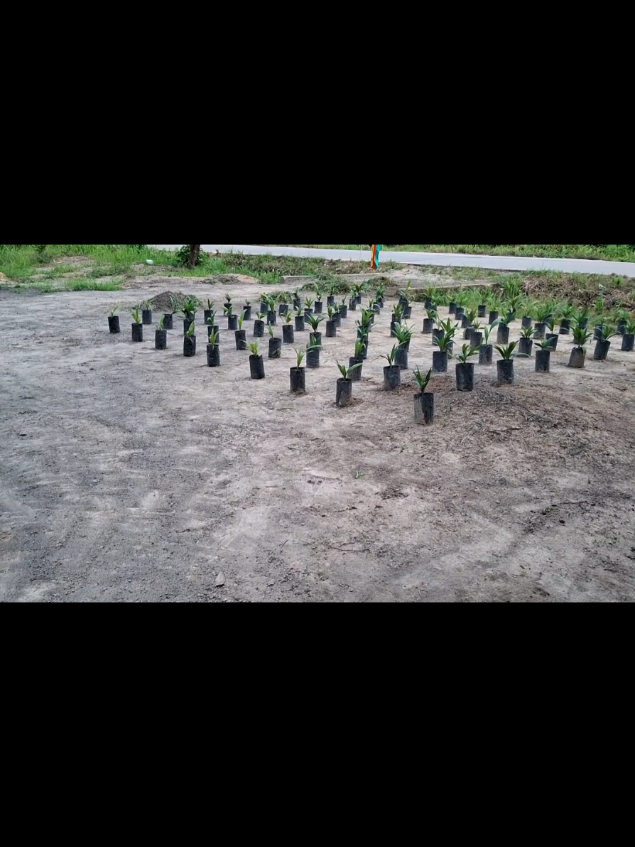 #CerealCerdik  #cangkulgarukrumput  #cangkulbesiselendang Cara cepat dan tentu nya hemat tenaga dalam membersihkan rumput di halaman rumah guys..