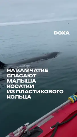 В начале июля возле Камчатки заметили двух косаток — маму, которую ученые назвали Вилли, и ее малыша Фродо. Молодую косатку сжимает белое пластиковое кольцо. Возле мыса Кекурный кольцо пытались снять, но оно не поддалось. Теперь все ожидают «освободителя китов» Павла Ткаченко, спасшего несколько китообразных от ситуаций, подобных той, в которой оказался Фродо.