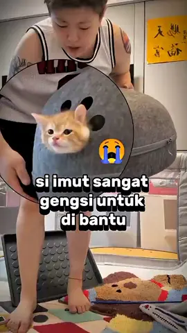 marmut imut #viral #tiktok #fyp #dongchi #china 