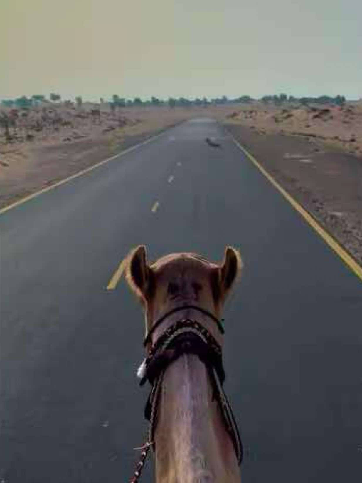 🦌 🛣️🐪  #نوره_الزعابي #هجانه #هجن #المرموم 