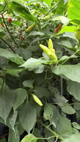 Harganya lagi murah, mending dibikin oseng-oseng cabe rawit 🔥🌶️ #petaniindonesia🇮🇩🇮🇩🇮🇩🌿🌿 #petani #petanicabe #cabairawit #harga  