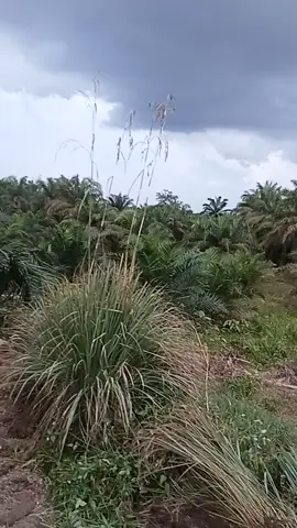 bunga langka,