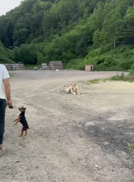 Chihuahuas are never small dogs #funnydog #dogsoftiktok #foryou #fyp 