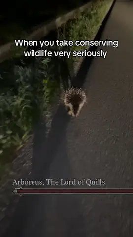 Forgive Arboreus, he is just trying to live his life and cross as he pleases. Porcupines are not exceptionally bright animals & they certainly do not move very fast (unless we’re talking climbing), which makes them a constant victim of car collisions. Sometimes you can see two or three of these poor little guys pop up on a road from a single morning commute. It’s very sad, not their fault they can’t see or move particularly well. By giving this little creature a stern fright, I hope he may learn to stay off the road. Either that or he forgot about me in a matter of 11 seconds.  #animals #wildlife #conservation #nature #fyp 