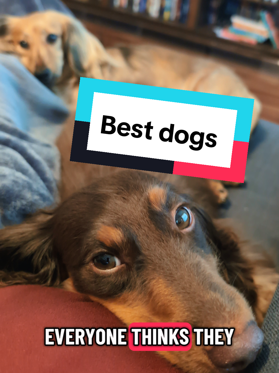 Dogs are the best! ❤️ #bestdogs #dachshund #fyyyyyp #doxiesoftiktok 