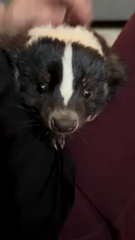 The sweetest after nap 🦨 cuddles. 🥰  #skunk #skunksoftiktok #cute #exoticpet #fyp 