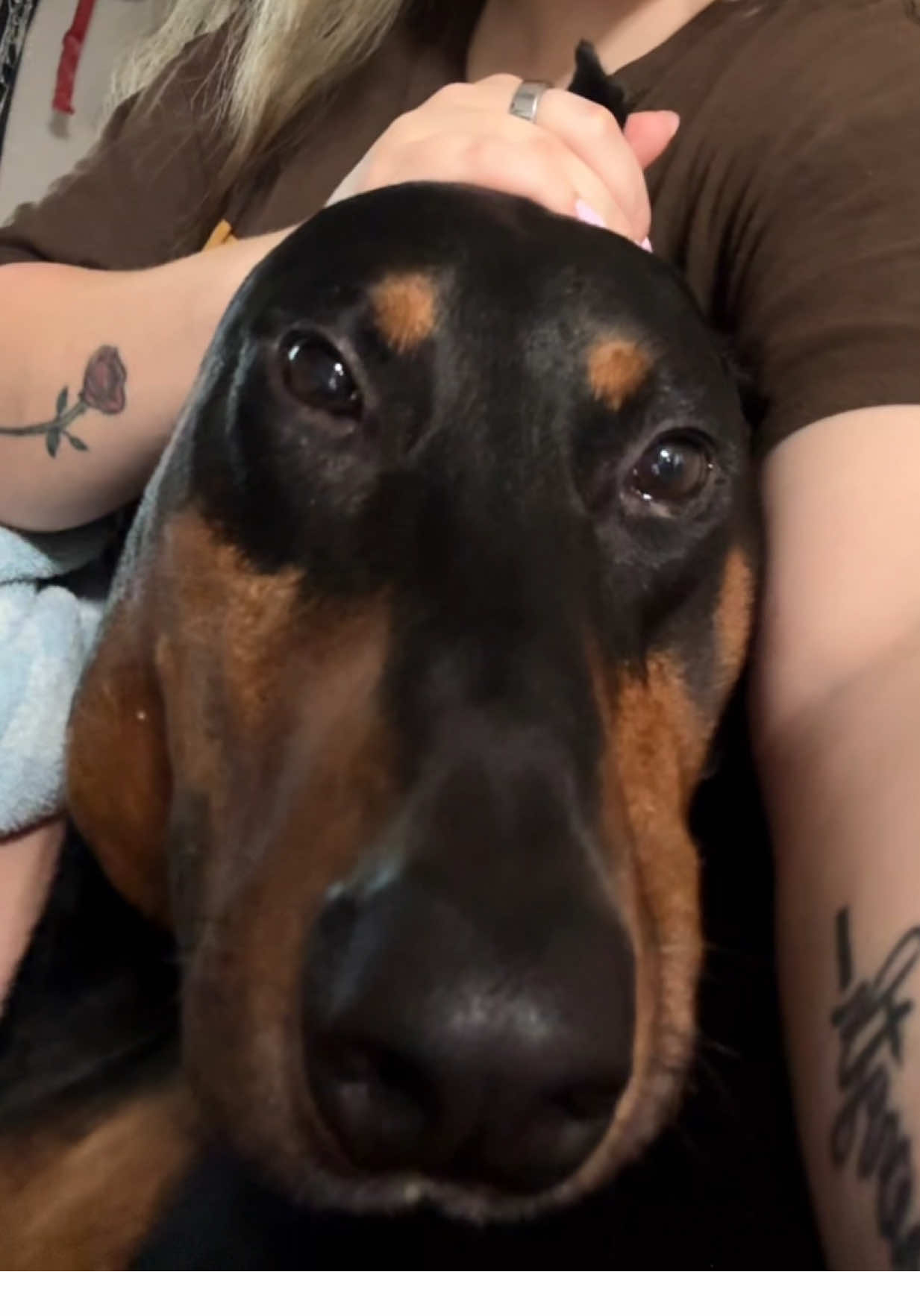 We just woke up lol #labubu #doberman #fyp 