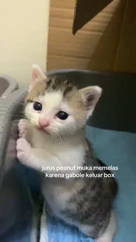 cengeng banget muka bocil satu ini 😭 #kucinglucu #kucingtiktok #cat #catsoftiktok #kitten 