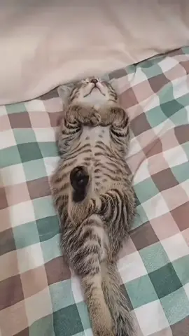 funny cats and dogs。。😍🥰🥰 #foryou #fyp #funnyvideos #viralvideo #foryoupage❤️❤️ 