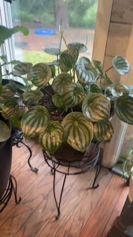 #dayinmylife #PlantTok #myplantaddiction #ilovemypeace 