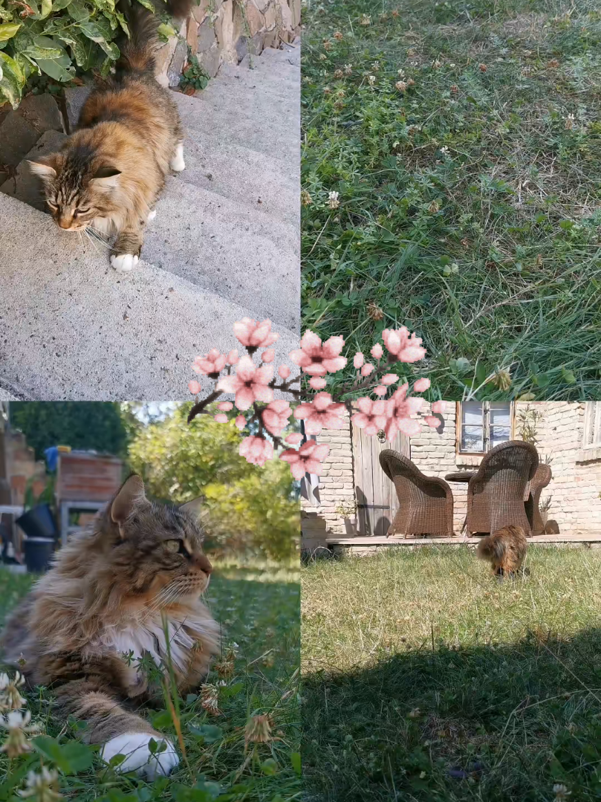 „Vorwärts, tapfere Entdecker! Jedes Abenteuer wartet hinter dem nächsten Busch.“ 🌸✨ #cat #maincooncat #animalsoftiktok #catlover #