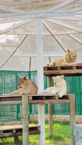 #الاسد🦁♌️  #اللبوة 