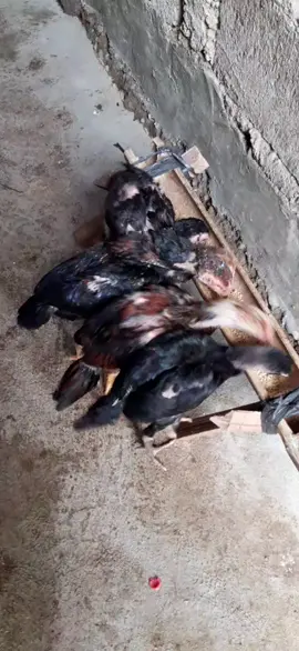 makan dulu yg bnyak biar cepat besar besar..
