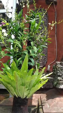 anggrek dendrobium, tempel batang pakis. #anggrek #dendrobium #fyp 