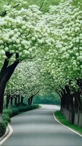 Beautiful scenery#canhdepthiennhien 