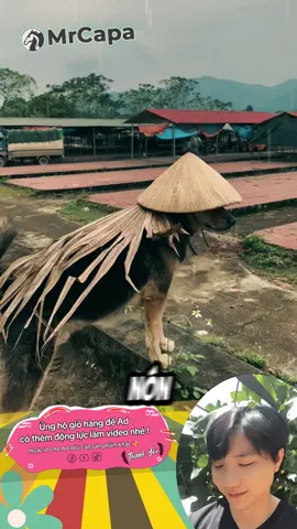 giang sơn gánh vác trên vai rộng 🐶⚔️🤣 the weight of the country rests on broad shoulders 