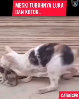 kisah  ibu kucing  yang  cacat#kucing #cat#pencintakucing#pencintakucingindonesia #pencintakucing #catlovers#catloversclub #fypviral #catlovers #selamatkankucingjalanan #