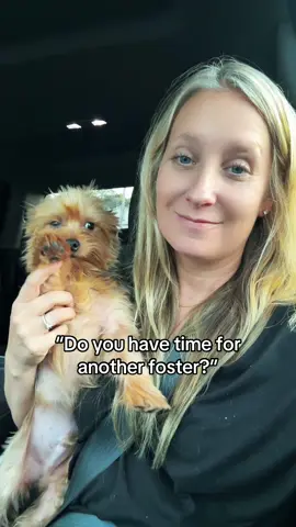 Who wouldn’t love him! Little buddy getting a new home soon #fyp #trending #dogsoftiktok 