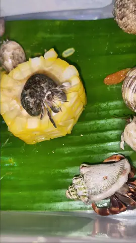 nyam nyam nyam.. #kelomang #kelomangdarat #umangumang #hewanlaut #cocoabell 