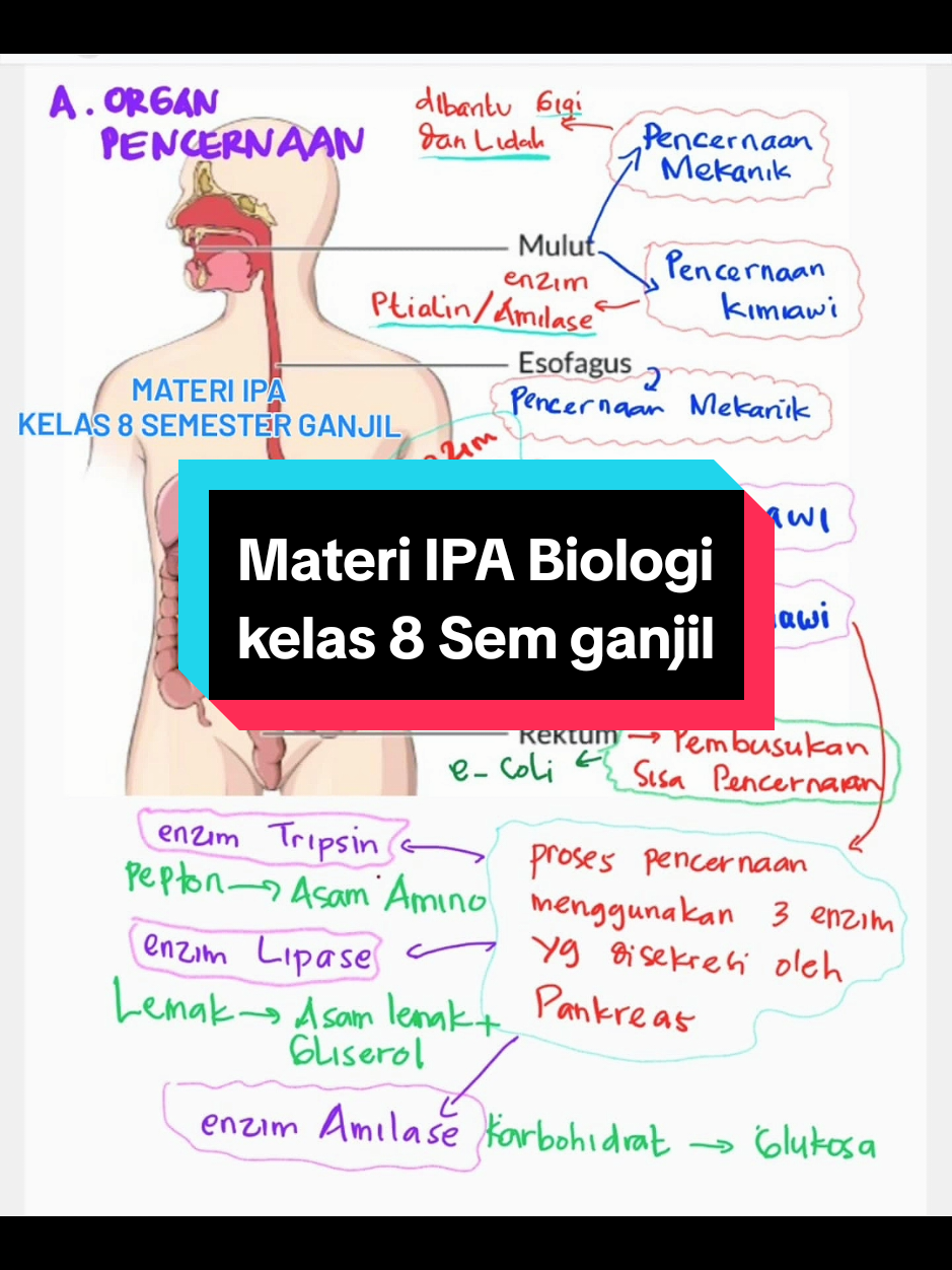 Materi IPA Biologi  Kelas 8 Semester Ganjil Rangkuman Materi  #Sistempencernaan #sistempernapasan #sistemekskresi  #sistemperedarandarah #CapCut 
