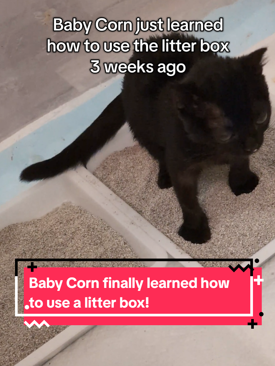 Every vet has said that it's very normal for wobbly kittens to be delayed at using a litter box. There isn't a formal study on it, but my guess is that it's not that they don't want to use it, it just harder and so it takes a while for them to figure it out. Baby Corn was no exception. He was pee pad trained to start so he wouldn't go just anywhere on the floor. He would yell when he had to go and I would try to put him in a litter box, but he would always stumble out and use the pee pad instead. I tried several different types of boxes and litter textures for him and he avoided all of them. Eventually this craft tray ended up being a winner. It's just the right height for him to be able to get inside and to levitate and fall out without hurting himself. Since getting these, he's been really good about using just these trays. If I try to put one down somewhere else, he doesn't automatically know it's for him, but he will yell when he wants to go to the bathroom so it's up to us to hear it and place him inside. For anyone else with a wobbly cat - did it take a while for them to learn how to use a litter box? Any tips you can share for other future wobbly cat parents? I'd love to see more wobbly cats and kittens find happy homes in the future. #babycorncat #wobblycat #kitten 