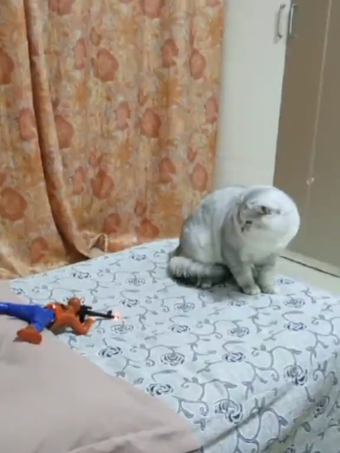 #pet #cute #cutepet #cat