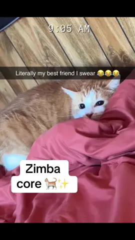 #catsoftiktok #orangecatsoftiktok #myboy #fyp #foryoupage 