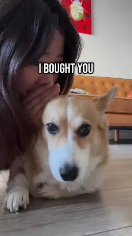 Lambo has officially declared his paws a treat-free zone. 🐾✂️ #PetParentProblems #DogLife #GroomingStruggles #corgiproblems #NailTrimFails