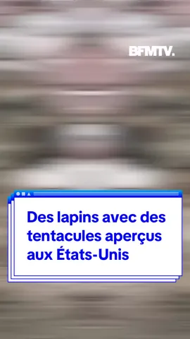 Cette maladie fait pousser des tentacules aux lapins aux États-Unis #usa #lapin #animal #sante 