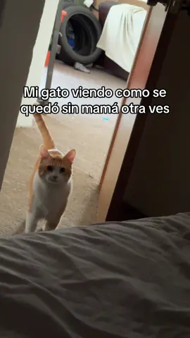 Solterón #gato #gatonaranja #cdmx 