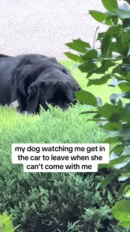 she’s so mad #fyp #blacklabrador #labrador #dogsoftiktok 