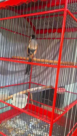 BURUNG AMAN TAMPA GERAK 