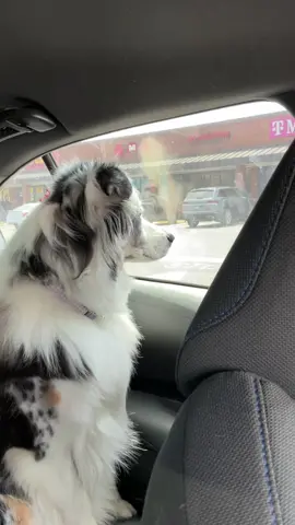 #animals #funny #fluffy #dogs #funnytiktoks 